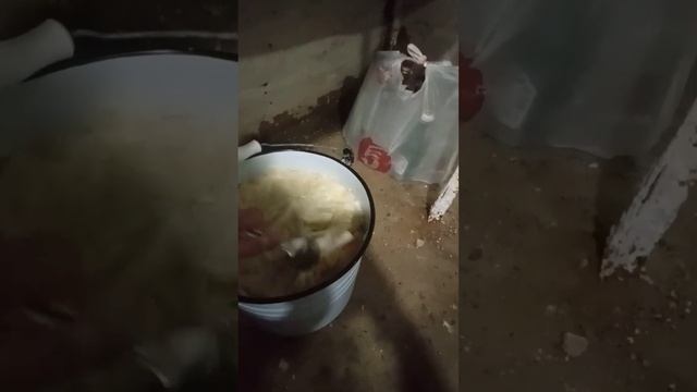 Дела капустные