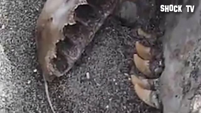 Самые ЗАГАДОЧНЫЕ морские существа! Топ неизведанных морских существ снятых на камеру!