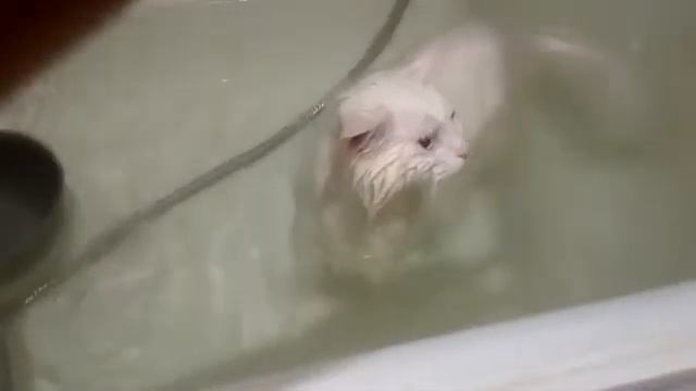 Турецкая ангора