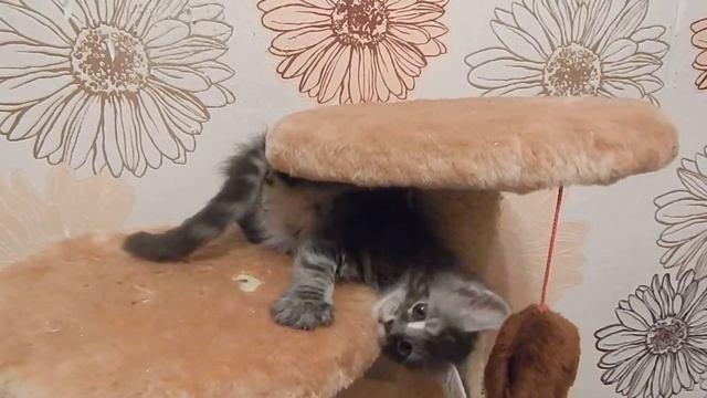 киса мейн кун 1 мес и 3 недели