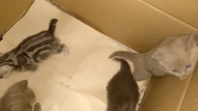 Котёнок говорит я стоял на лапках