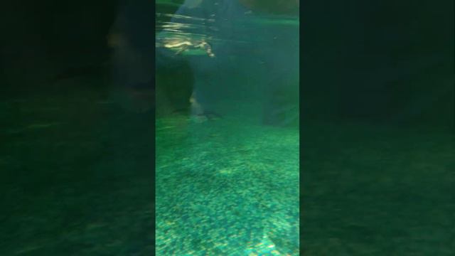 Зоопарк Лимпопо, Нижний Новгород. Пингвины Гумбольдта