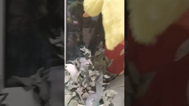 Розовый гусь смотрит в окно и хочет понять почему так темно