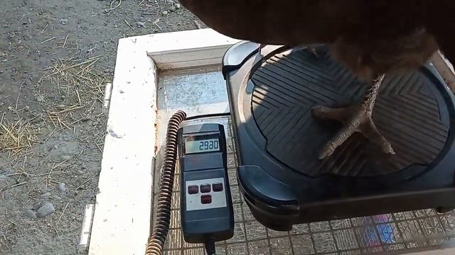 Джерсийский гигант 10 месяцев