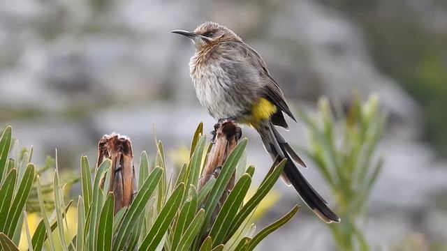 Quizzical Cape Sugarbird (feat. Victorin's Scrub Warbler Calling)