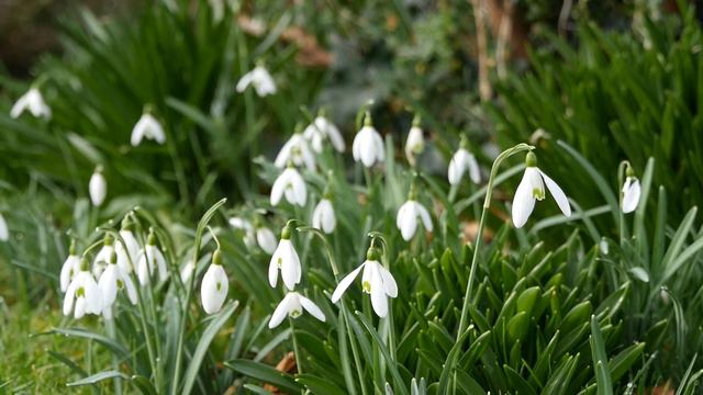 Snowdrops One Of The First Flowers That Spring Is On The Way/สโนว์ดรอป ดอกไม้สื่อสารของฤดูใบไม้ผลิ