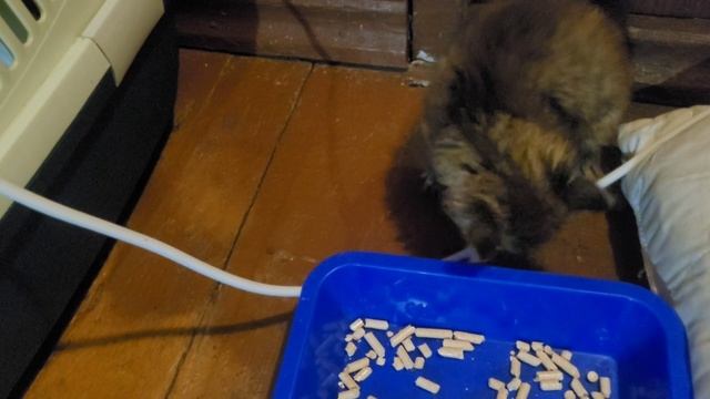 Юта.Как сложилась её судьба?