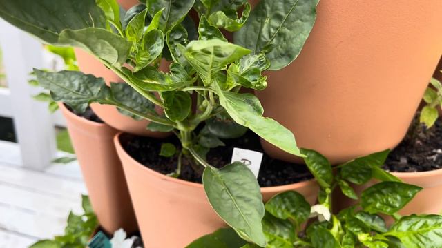 Mid-June Greenstalks Update | Zone 6b Akron Ohio