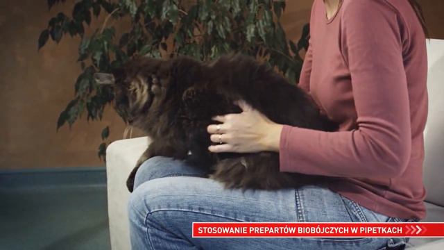 Skuteczny Sposób Na... Odrobaczenie Kota  || ROYAL CANIN ||  Porady Właściciela Dla Kota