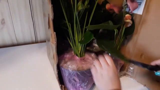 Антуриумы почтой. Распаковка.