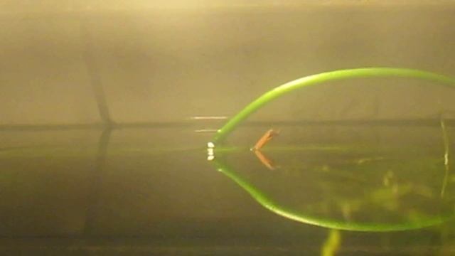 Рождение комара