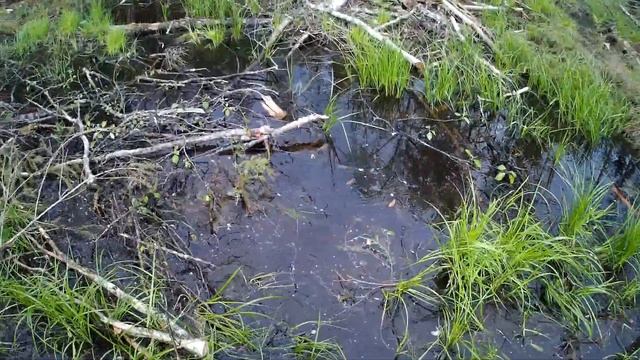 уборка в делянке что мы пилили,