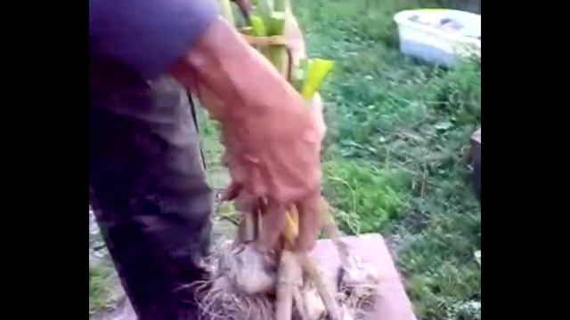 Чеснок  Сбор и хранение!