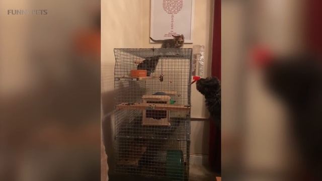 Funny Chinchilla ?Funniest And Cutest Chinchillas (Part 1) [Funny Pets]