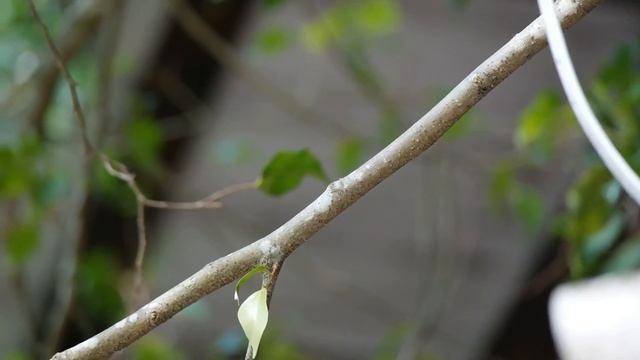 Prueba De Video Con La Samsung NX300. HD 1080 30 Fps.