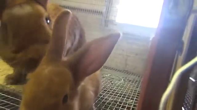 Кролики Ушко Татьяны   Калифорнийский, НЗБ, НЗК, Венский Голубой  Mp4