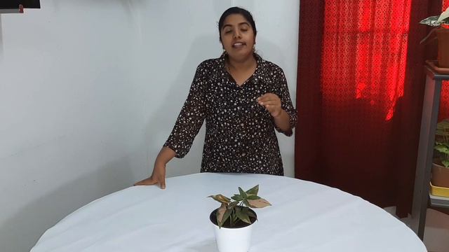 Syngonium Pink Splash Care In English Language