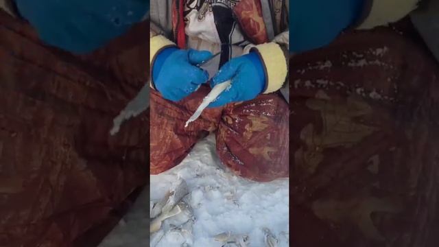 КАК БЫСТРО ПОЧИСТИТЬ  НАВАГУ .СТРОГАНИНА