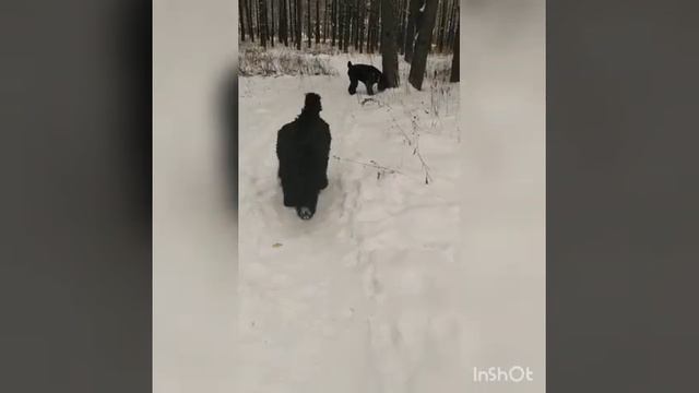 прогулка в лесу