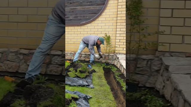 Живая изгородь из кизильника блестящего