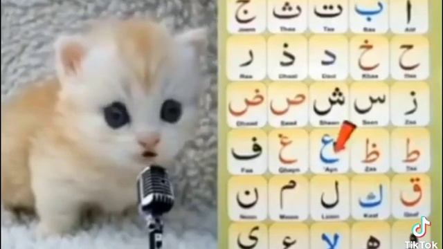 шок котёнок сошёл с ума и теперь поёт лепси ха на арабском
