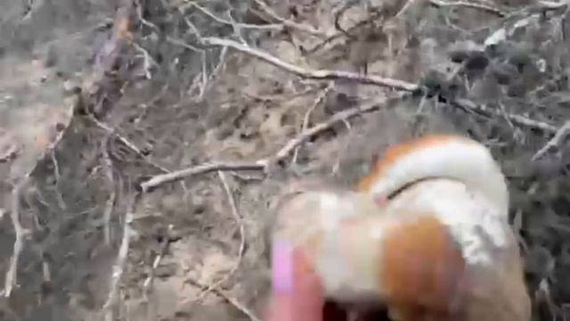 Так увлеклись грибами что ЗАБЛУДИЛИСЬ в ЛЕСУ!Осень 2022.Полтавская область.Светлана готовит грибы!