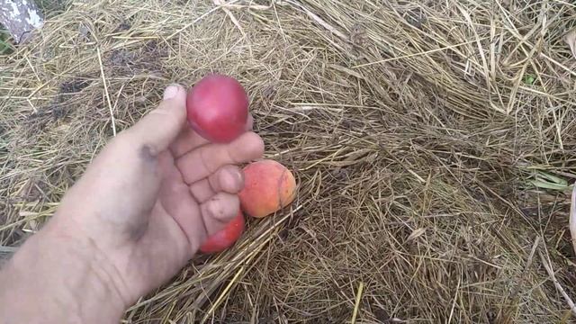 Диплоїдна слива Оленка