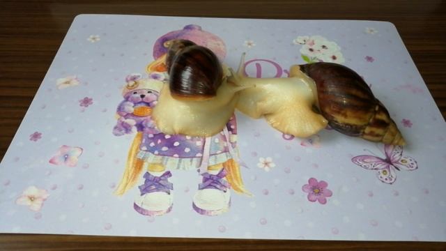 Улитки Ахатина Начало. Как у нас появилась наша парочка. Стоит ли Заводить улиток.