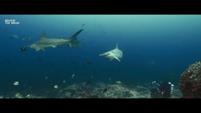 Cocos Island 2021 - Cocos Island Is One Of The Most Beautiful Islands Above And Below 4K-DivingVide