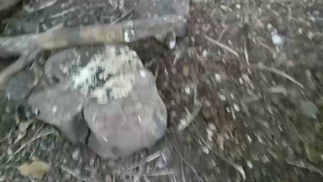 домашний сокол ! ) как не стоит кормить дикую птицу .