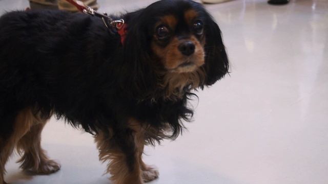 Кинг чарльз спаниель