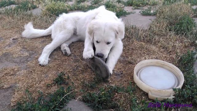 Белль ремонтирует обувь Belle Repairs Shoes