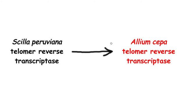 What Is The Sequence Of Telomeres In Allium?