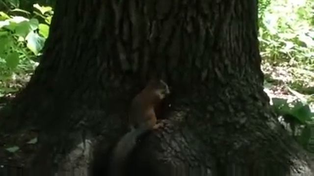 Белки!🐿🐿🐿 прогулка с внуком в Битцевском лесопарке