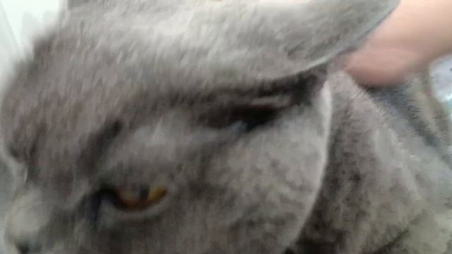 Британская короткошёрстная кошка с темно серым окрасом