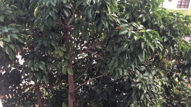 Singing Tree - поющее дерево