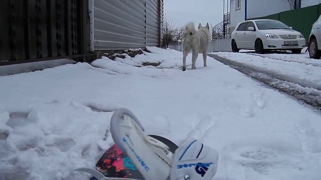 Лазаревская Белая собака