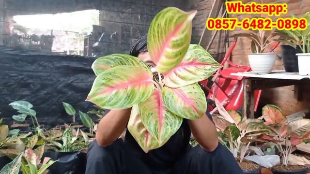 OBRAL STOK DI KEBUN SENDIRI !!! COCOK UNTUK PEMULA
