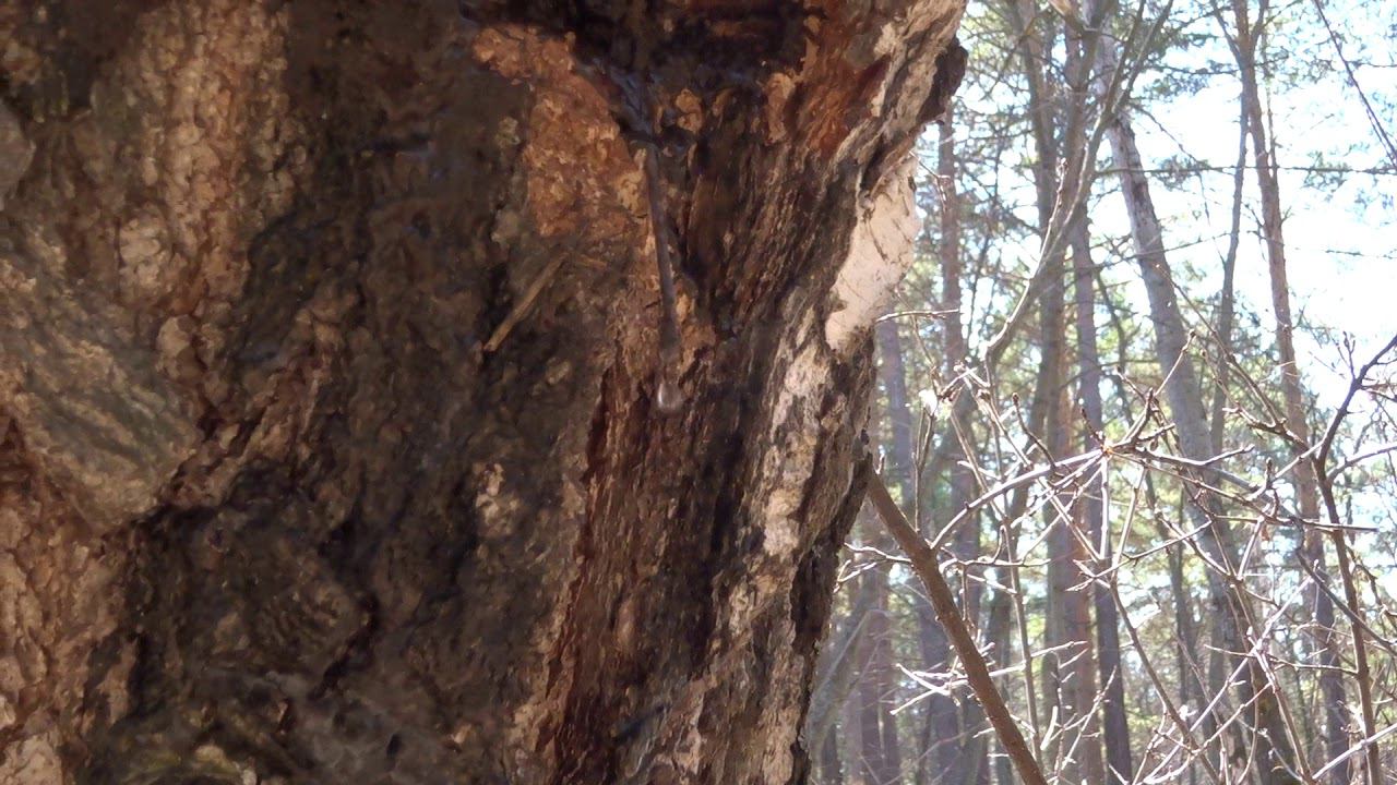 Березовый сок