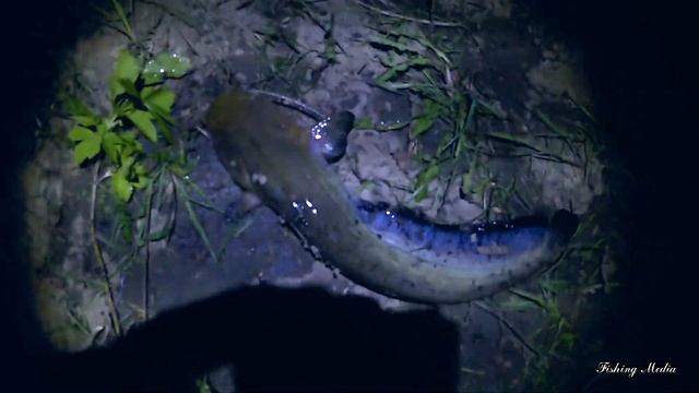 Спонтанная рыбалка на сома на обычные донки. И вот они сомики в начале мая 2021.