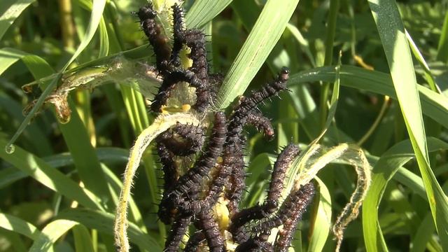 Elk Island - Elk, Boar, Vulture. Лосиный Остров - лось, кабан, коршун