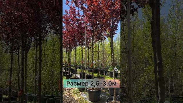 Эксклюзивные растения