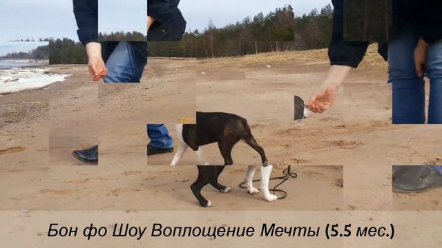 Бон фо Шоу Воплощение Мечты (5.5 мес.)