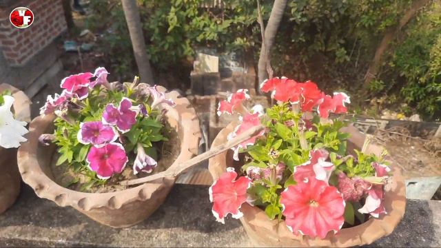Petunia Flower Growing Fertilizer And Caring