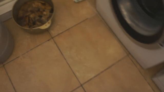 Выращивание белых грибов. Белые грибы на участке. боровики. Выращивание грибов. (вопрос №1)