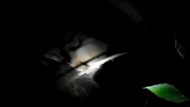 НА БАРСУКА С ЛАЙКАМИ 2
