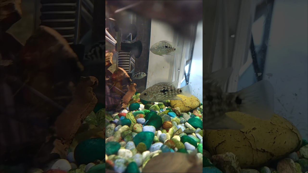 Подростки Бриллиантовой цихлазомы. #aquariumshow