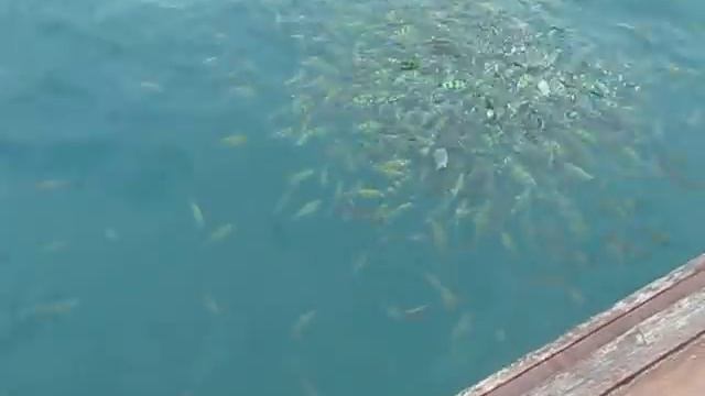 Cfa816074567b3a6c30ab3ba6449297e