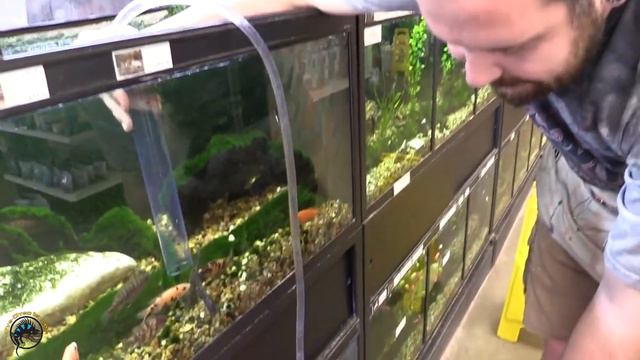 How To Use An Aqueon Siphon Vacuum Gravel Cleaner To Clean Your Aquarium!  🐠