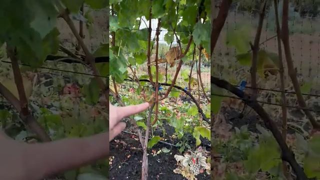 Можно ли УДАЛЯТЬ ЛИСТЬЯ ВИНОГРАДА до их ПРИРОДНОГО ОПАДАНИЯ? #виноград #виноградарство #садиогород